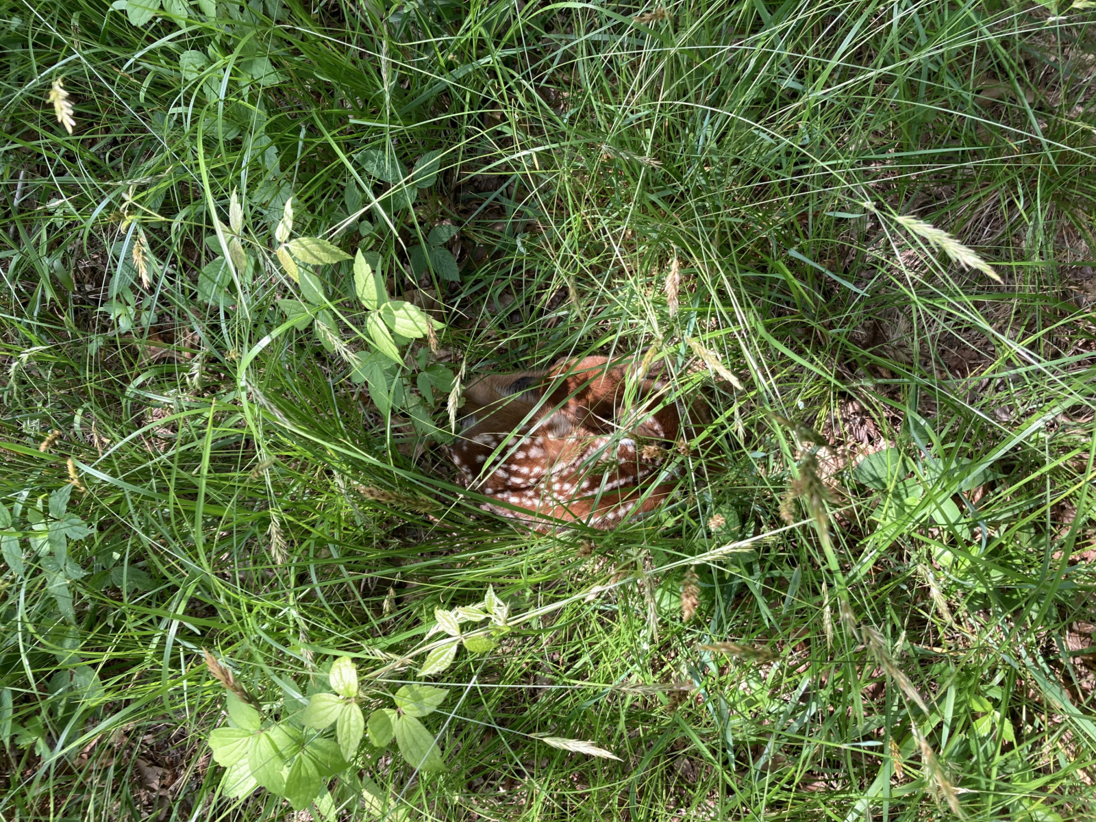 A baby deer lies, curled up in tall grass.
